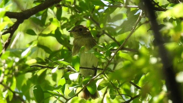 Eulerschnäppertyrann - ML193195211