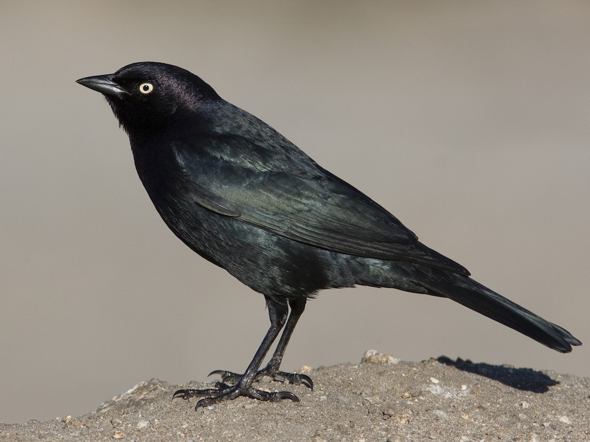 Brewer's Blackbird - eBird