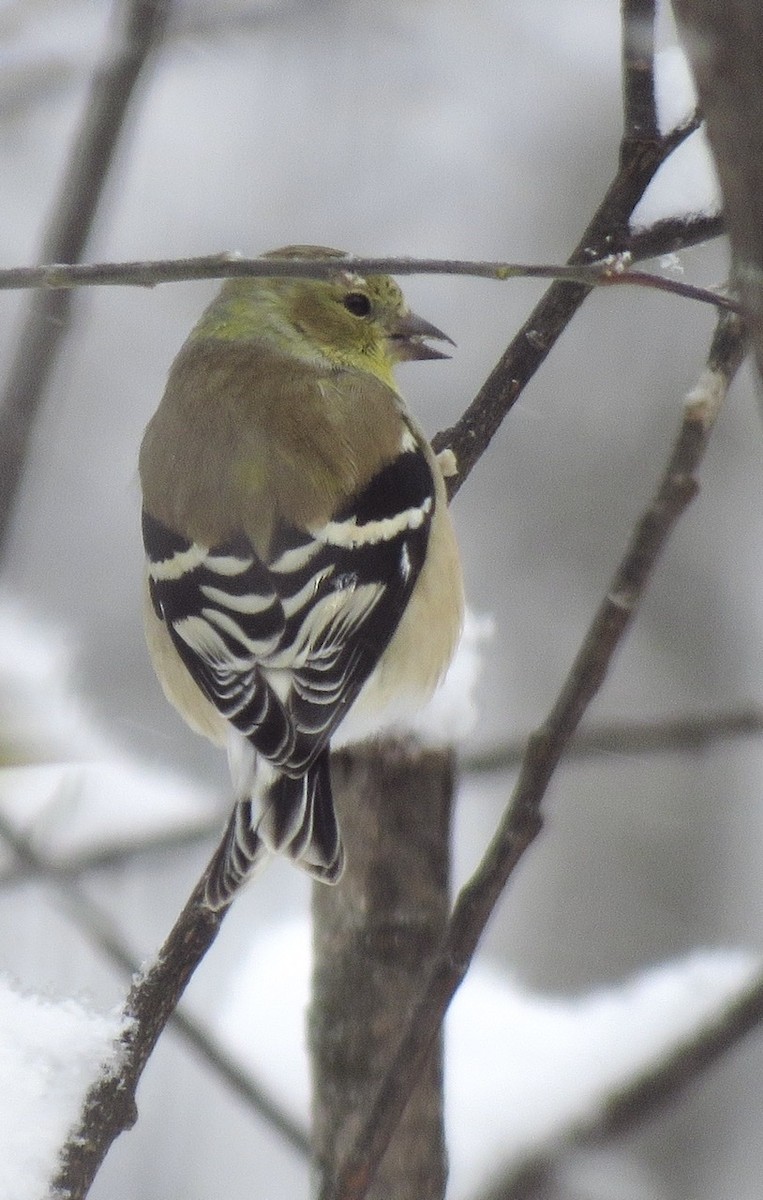 American Goldfinch - ML193196201