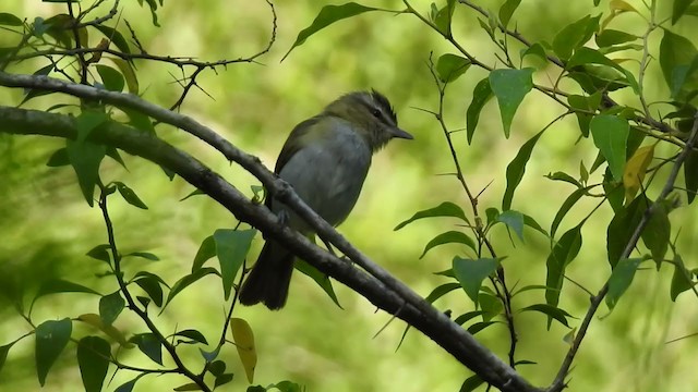 brunøyevireo - ML193197011