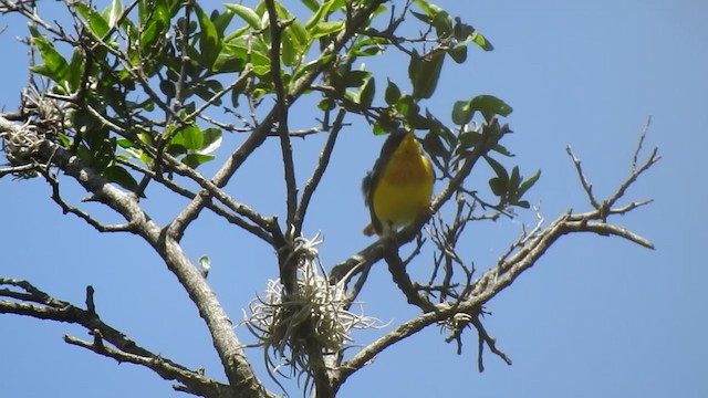 Tropical Parula - ML193197341