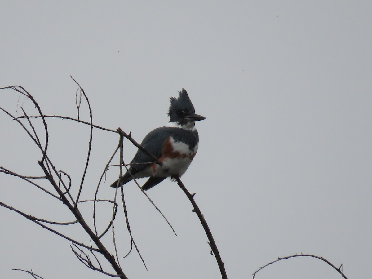 Belted Kingfisher - ML193197451