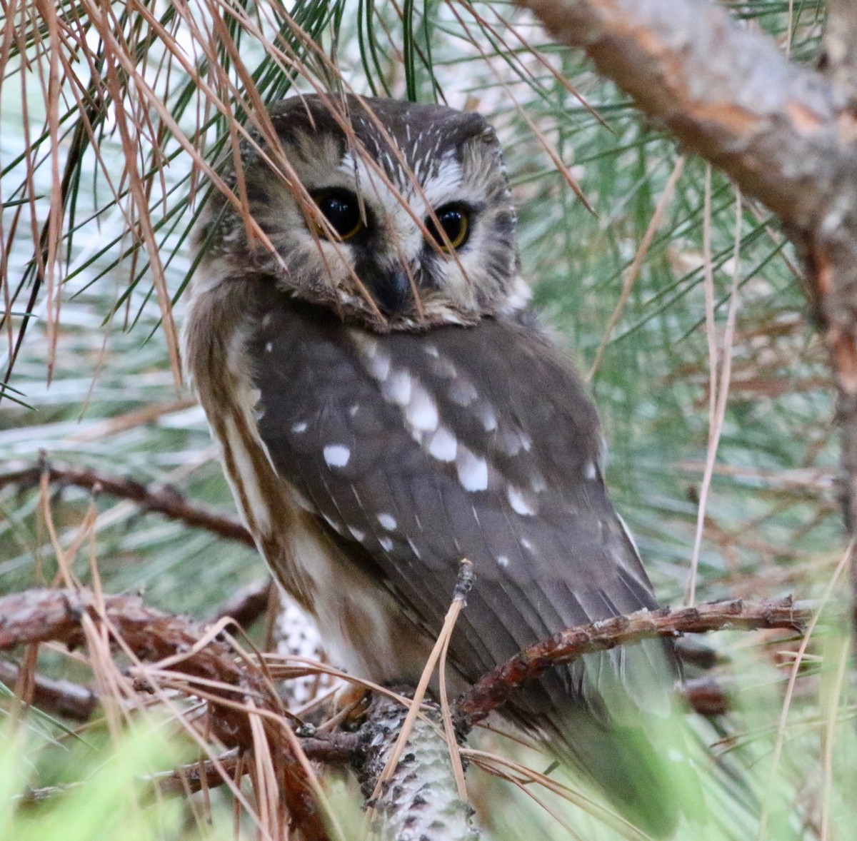 Northern Saw-whet Owl - Pete Fisher