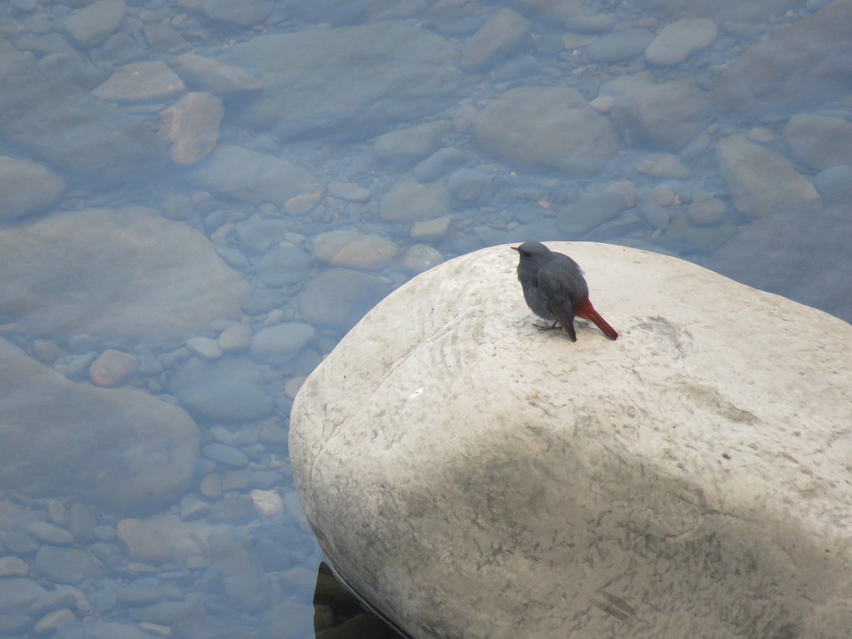 Plumbeous Redstart - ML193198881