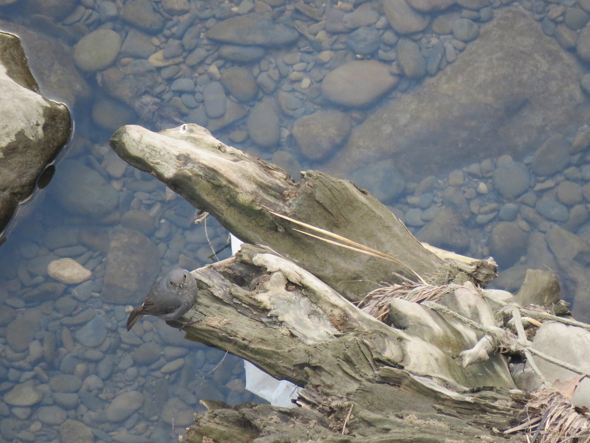 Plumbeous Redstart - ML193198891
