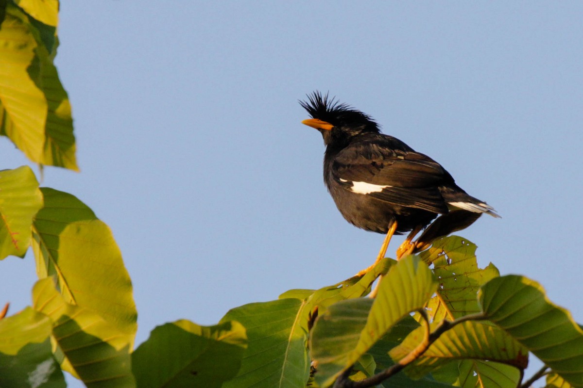 Great Myna - Doug Korver