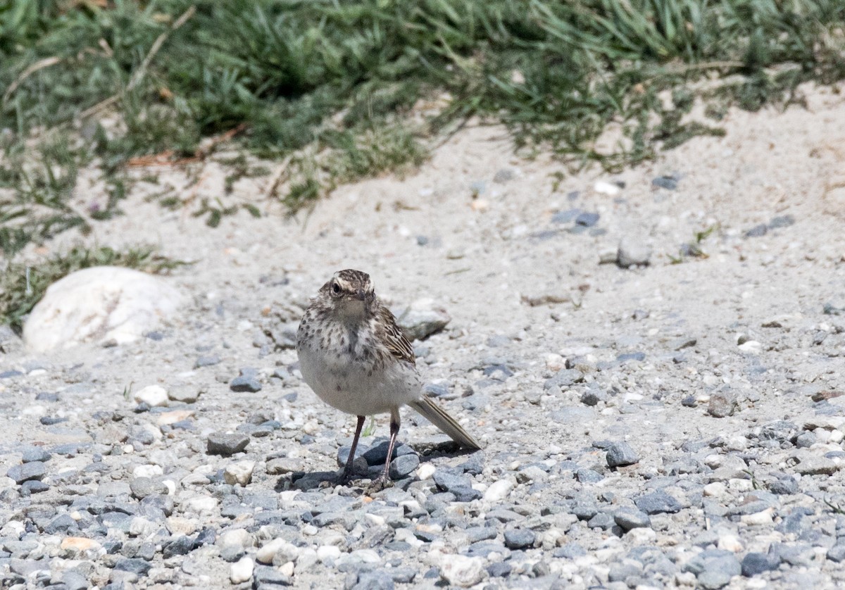 New Zealand Pipit - ML193199651