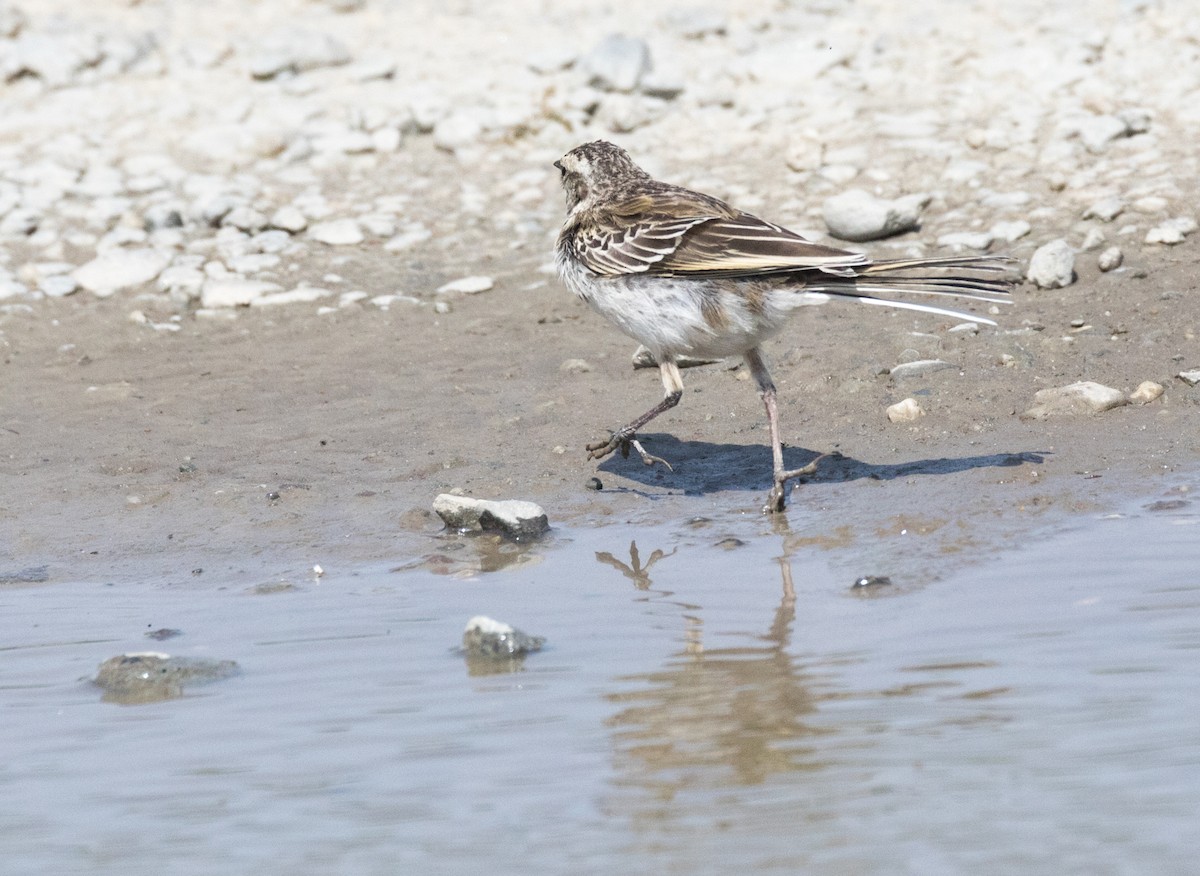 New Zealand Pipit - ML193199671