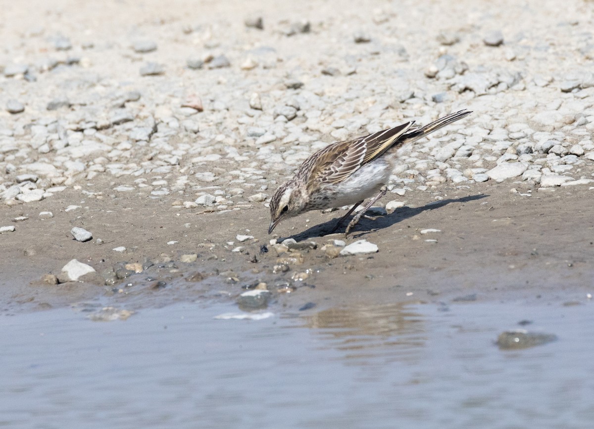New Zealand Pipit - ML193199771