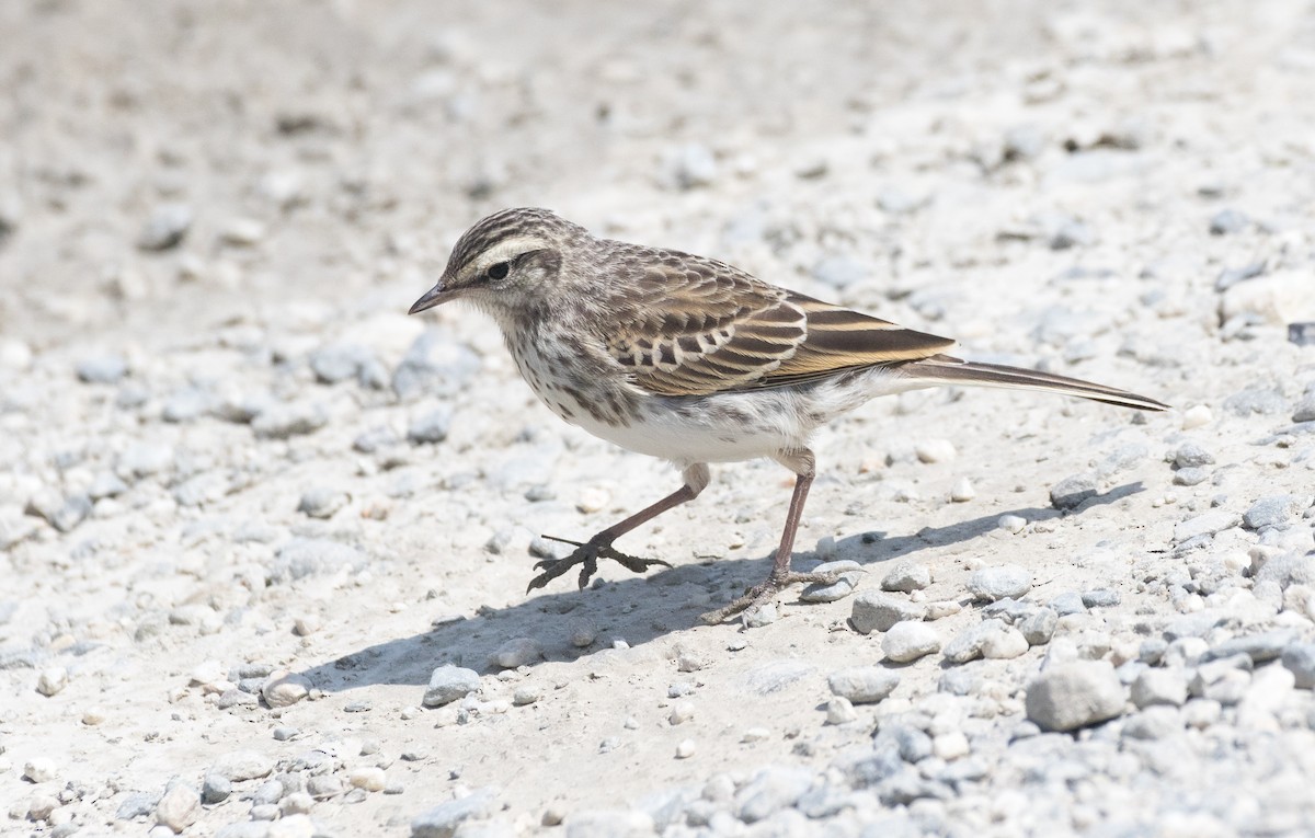 New Zealand Pipit - ML193199781
