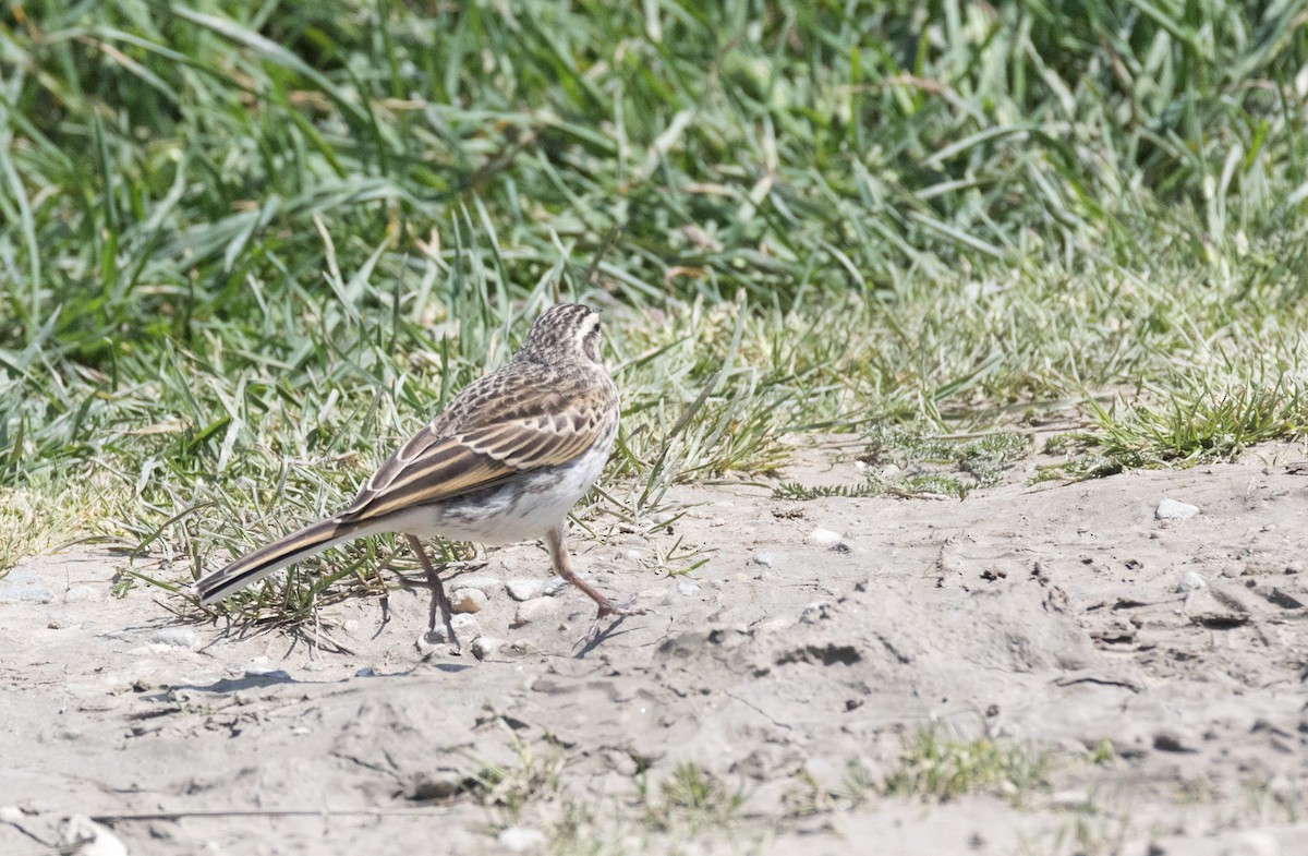 New Zealand Pipit - ML193199801