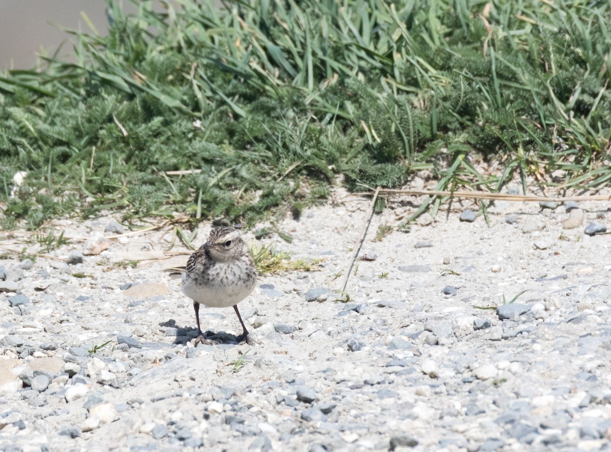 New Zealand Pipit - ML193199841