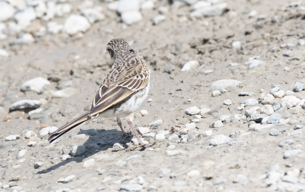 New Zealand Pipit - ML193199851