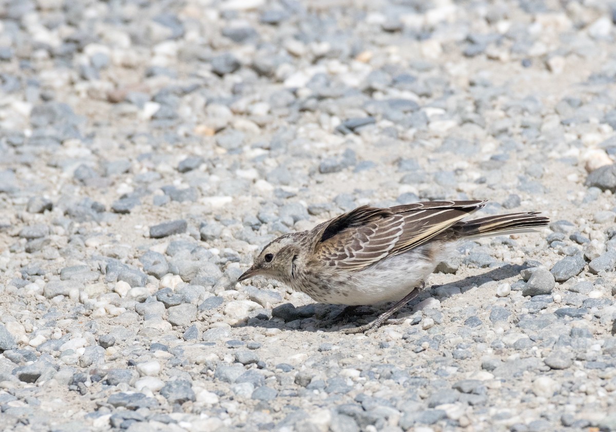 New Zealand Pipit - ML193199871