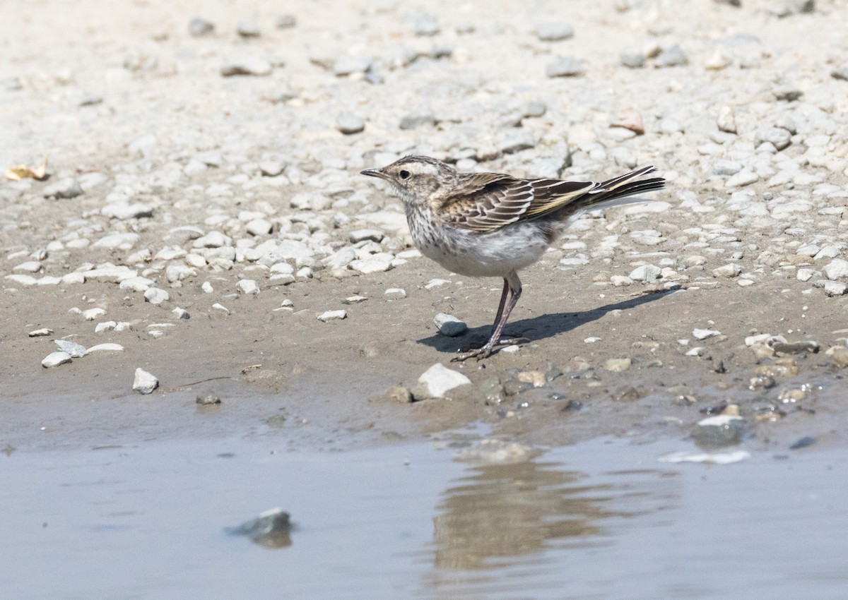 New Zealand Pipit - ML193199881
