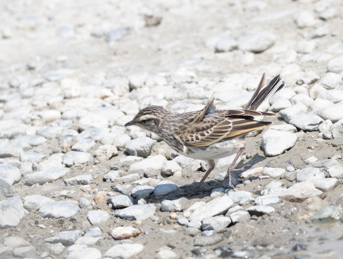 New Zealand Pipit - ML193199901