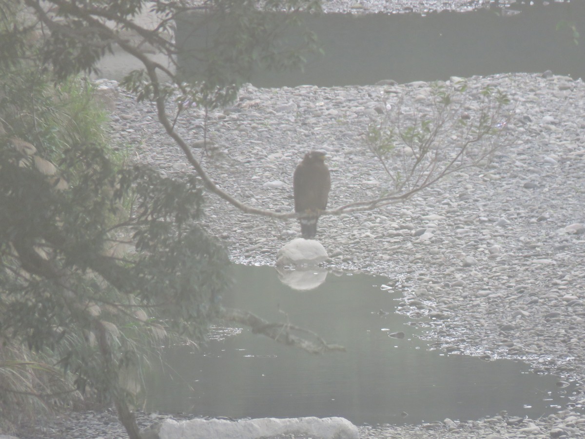 Crested Serpent-Eagle - ML193200721