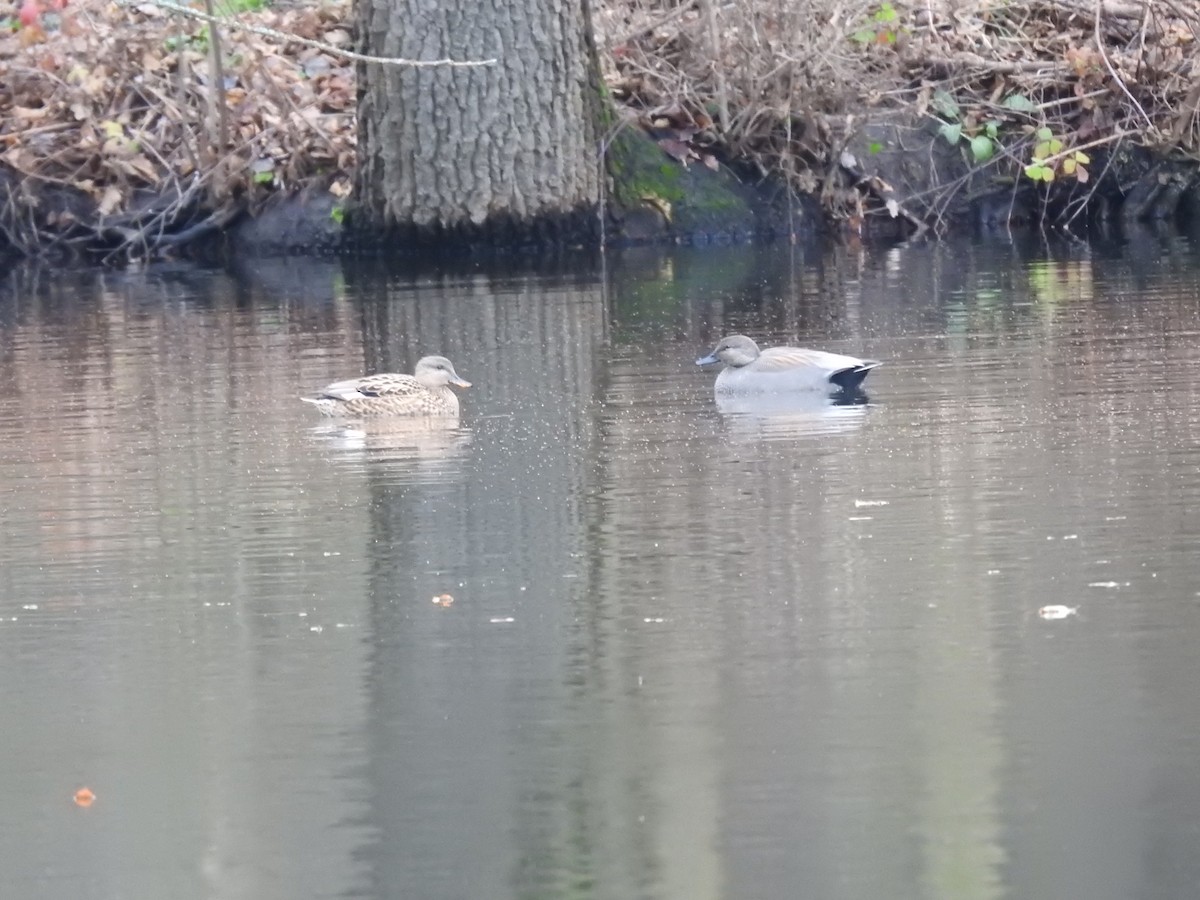 Gadwall - ML193201851