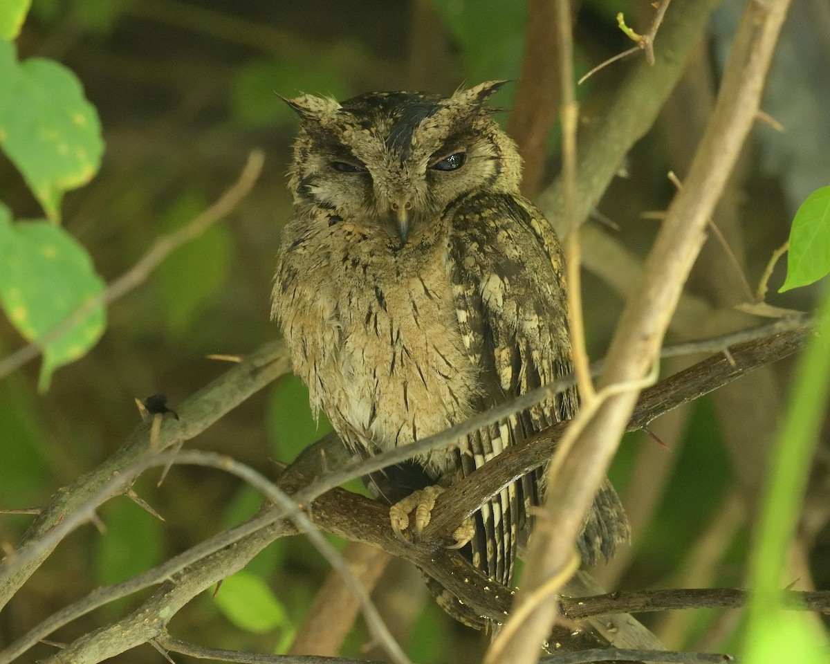 Indian Scops-Owl - Mallika Rajasekaran