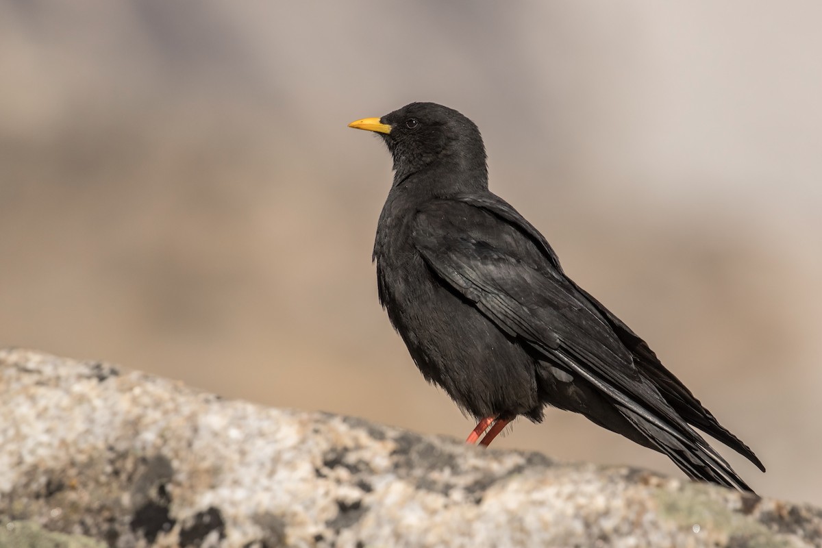 Yellow-billed Chough - William Hearn