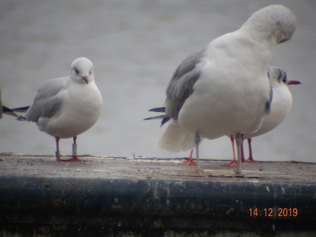 Mouette rieuse - ML193204821