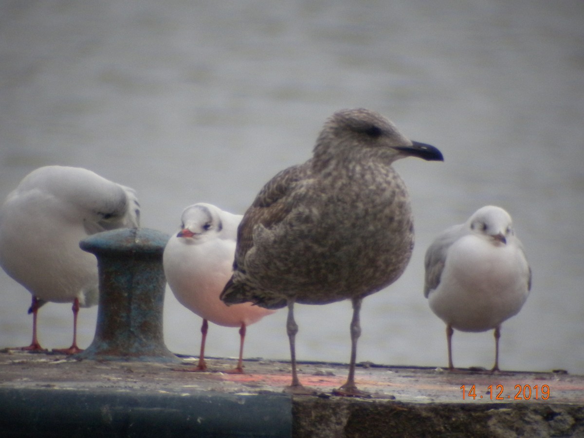 Herring Gull - ML193204831