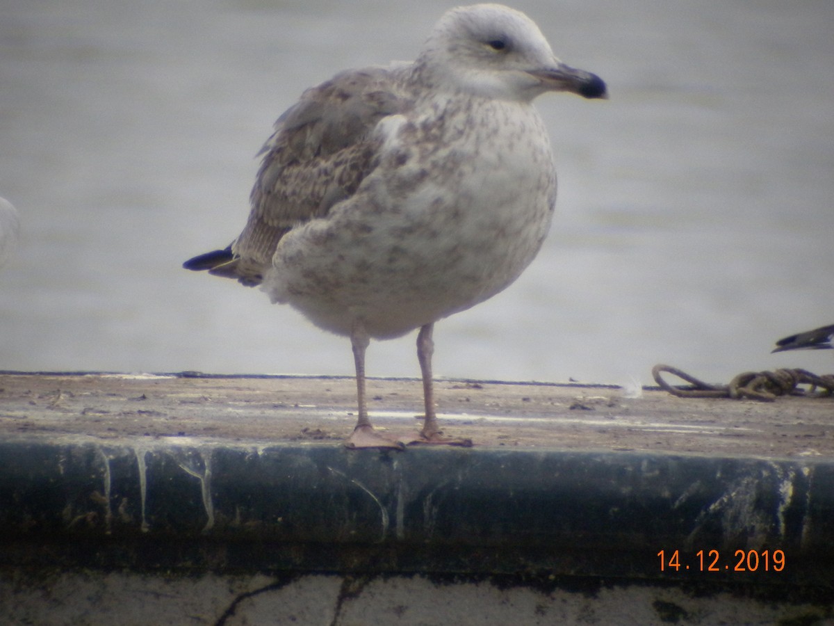 Herring Gull - ML193204841