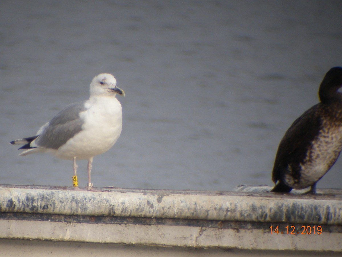 Caspian Gull - ML193204881