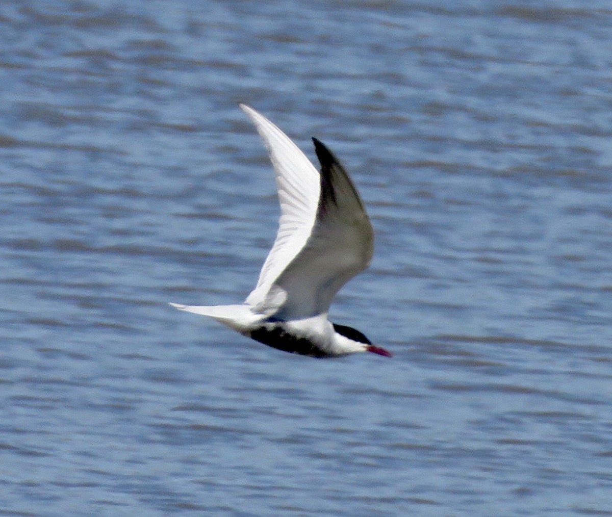 Whiskered Tern - Lissa Ryan