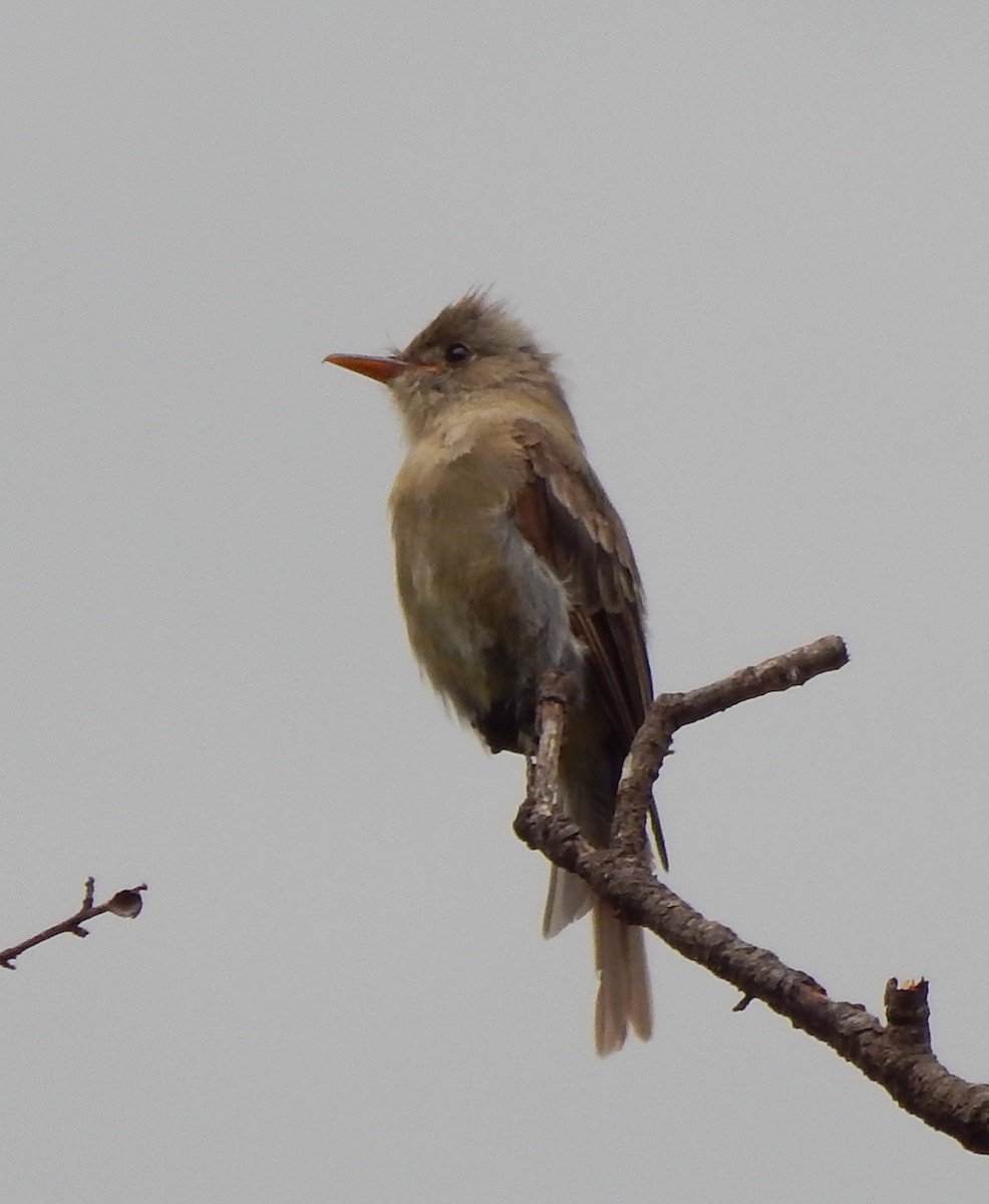 Greater Pewee - Eric Hough