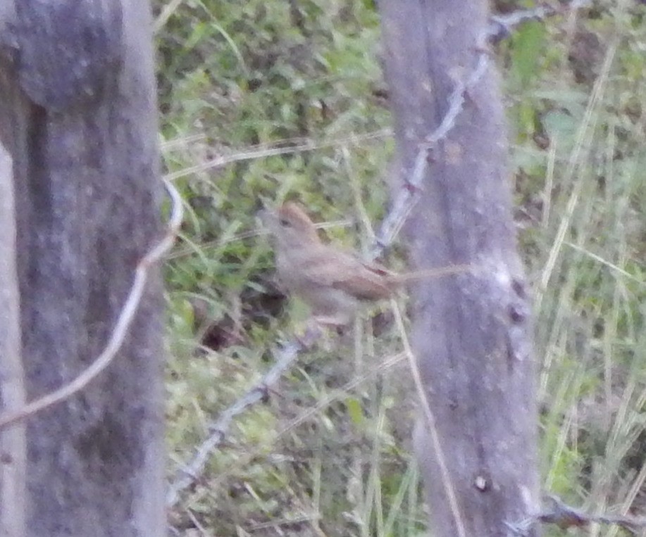 Rufous-crowned Sparrow - Eric Hough