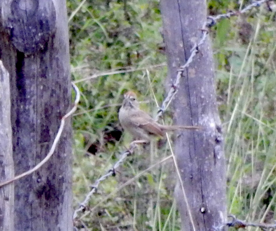 Rufous-crowned Sparrow - Eric Hough