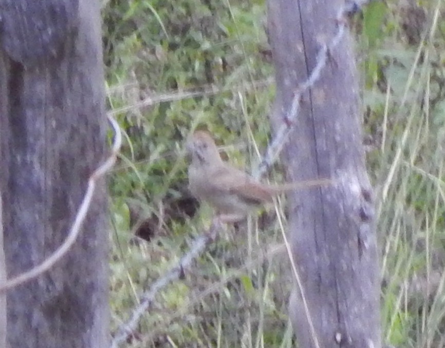 Rufous-crowned Sparrow - ML193205931