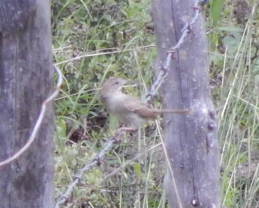 Rufous-crowned Sparrow - ML193205941