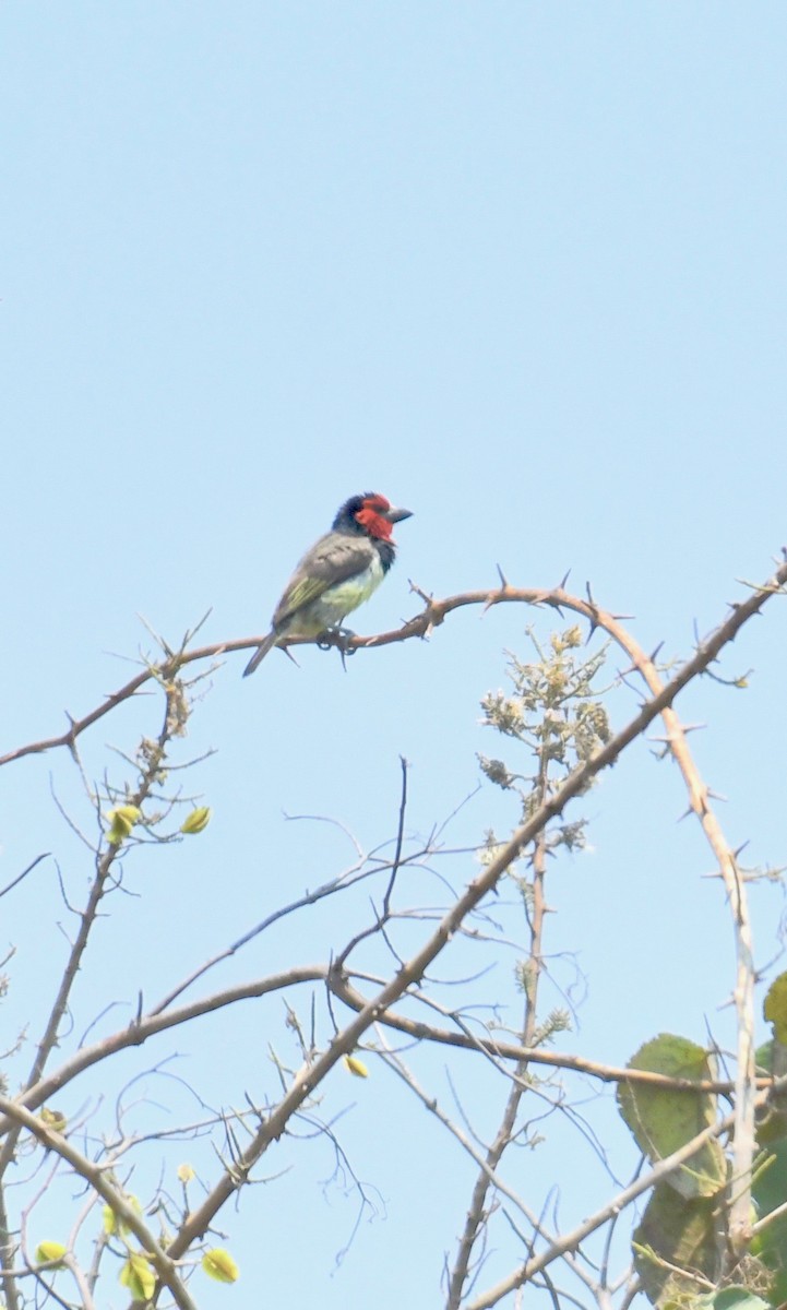 Black-collared Barbet - ML193207131