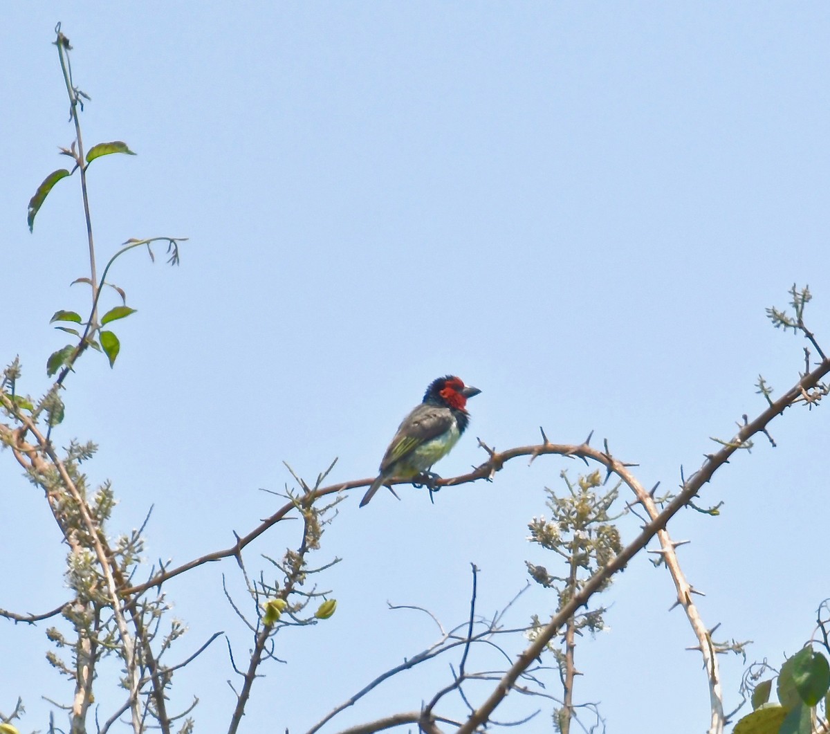 Kara Kolyeli Barbet - ML193207141