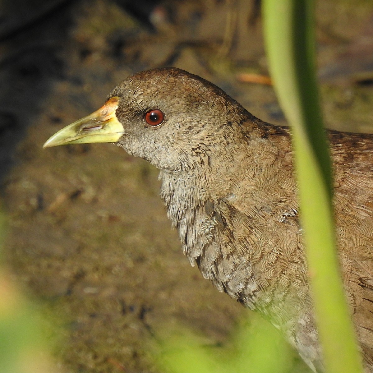 Pale-vented Bush-hen - ML193208011