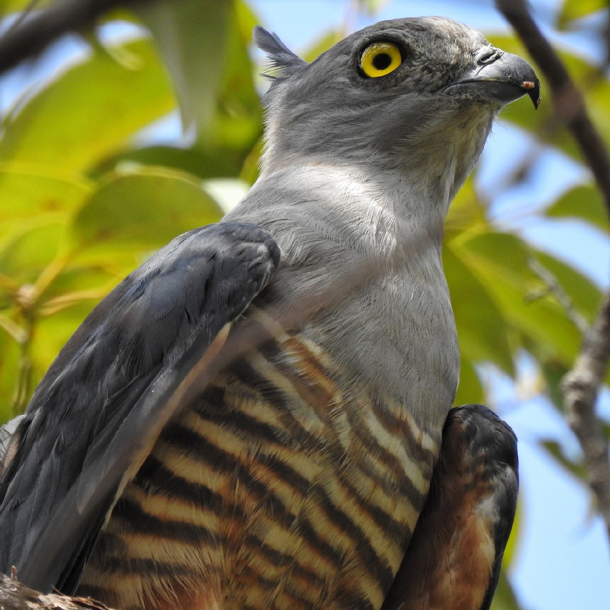 Pacific Baza - ML193210171