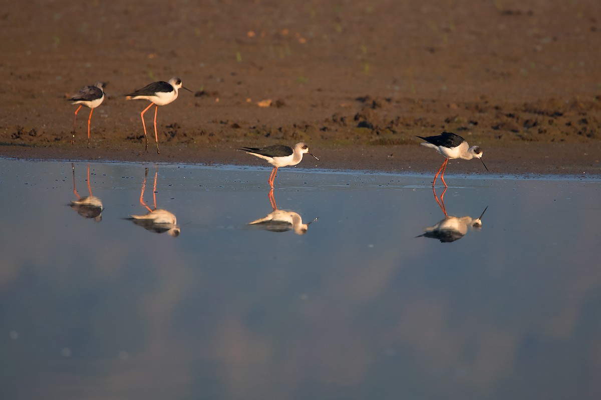 Black-winged Stilt - ML193210421