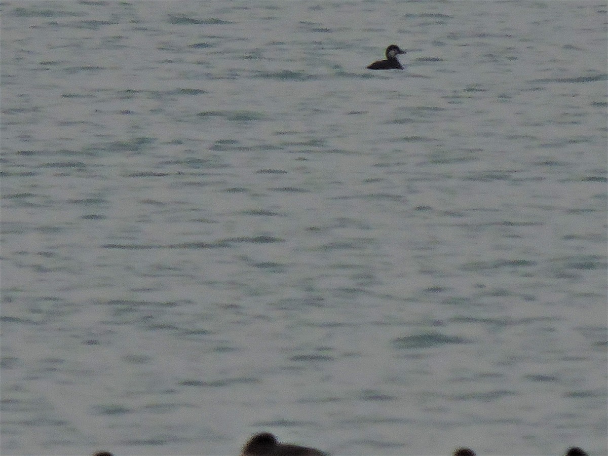 Black Scoter - ML193211621