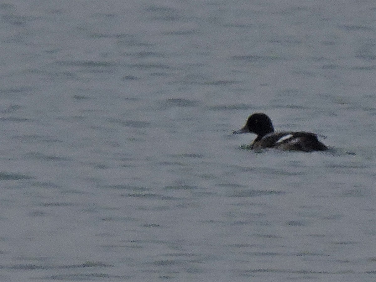 Lesser Scaup - Eric Michael