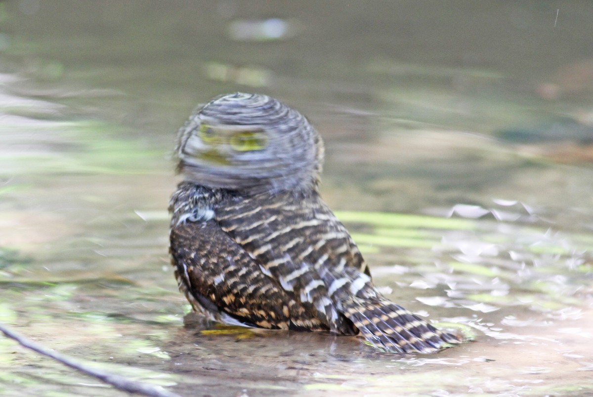 Collared Owlet - ML193212641