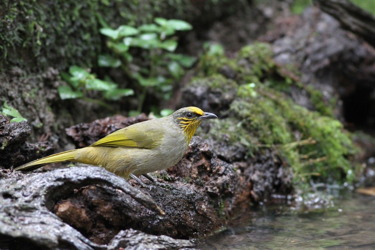 Stripe-throated Bulbul - ML193214651