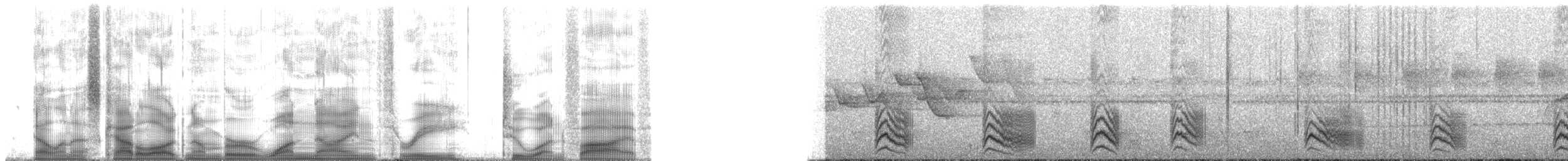 Plain Antvireo - ML193215