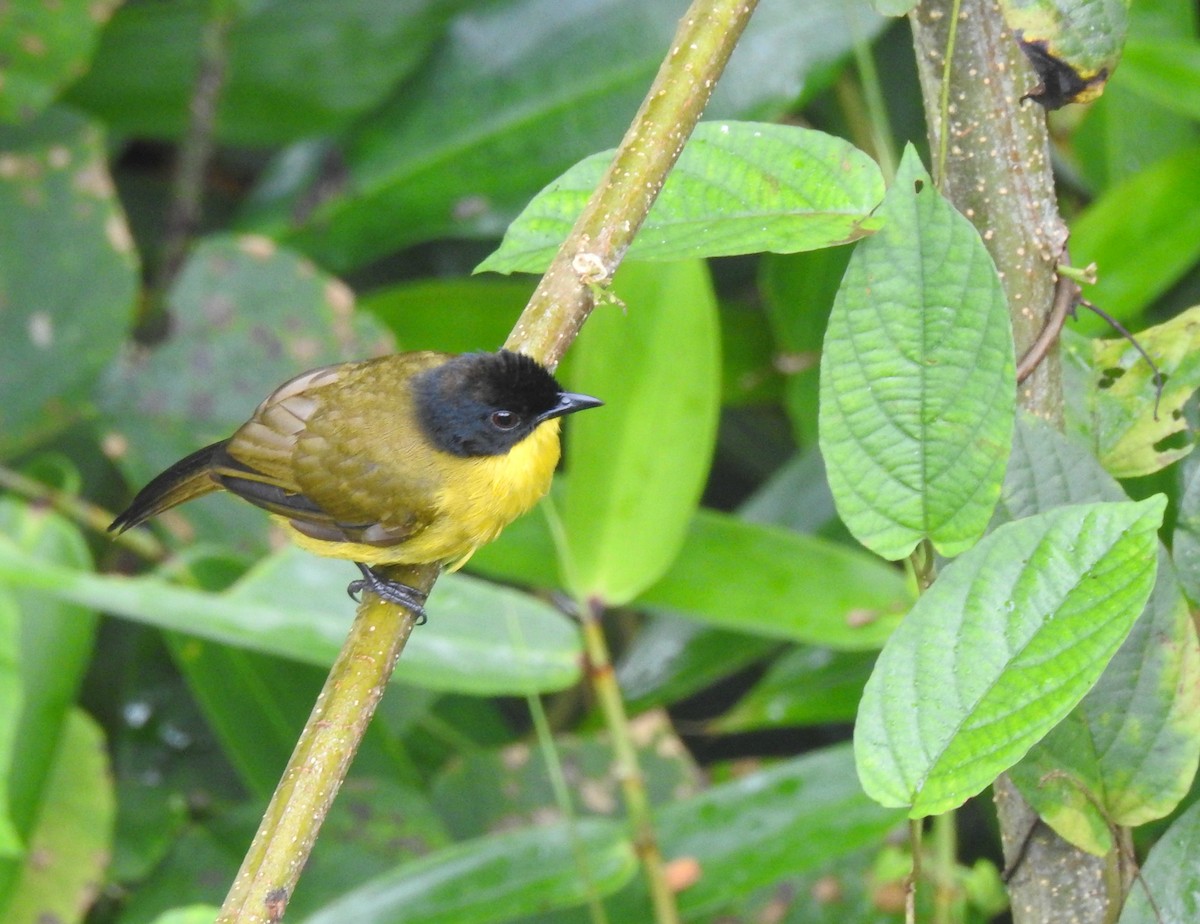 Black-capped Bulbul - ML193215071