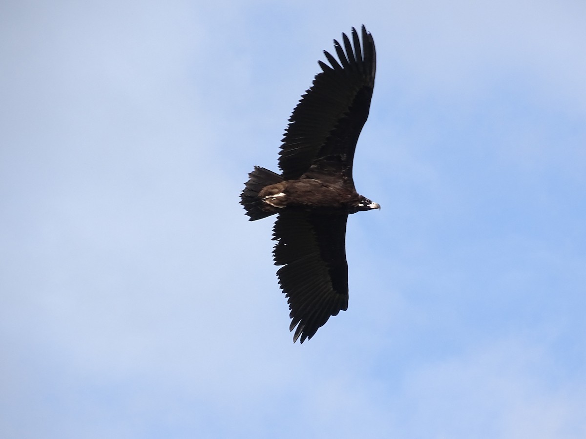 Cinereous Vulture - ML193215541