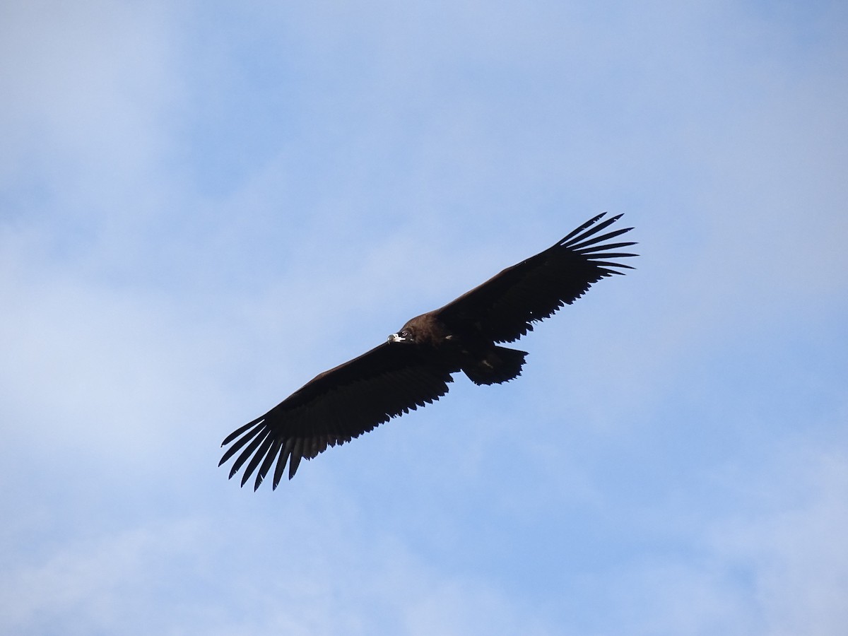 Cinereous Vulture - ML193215551