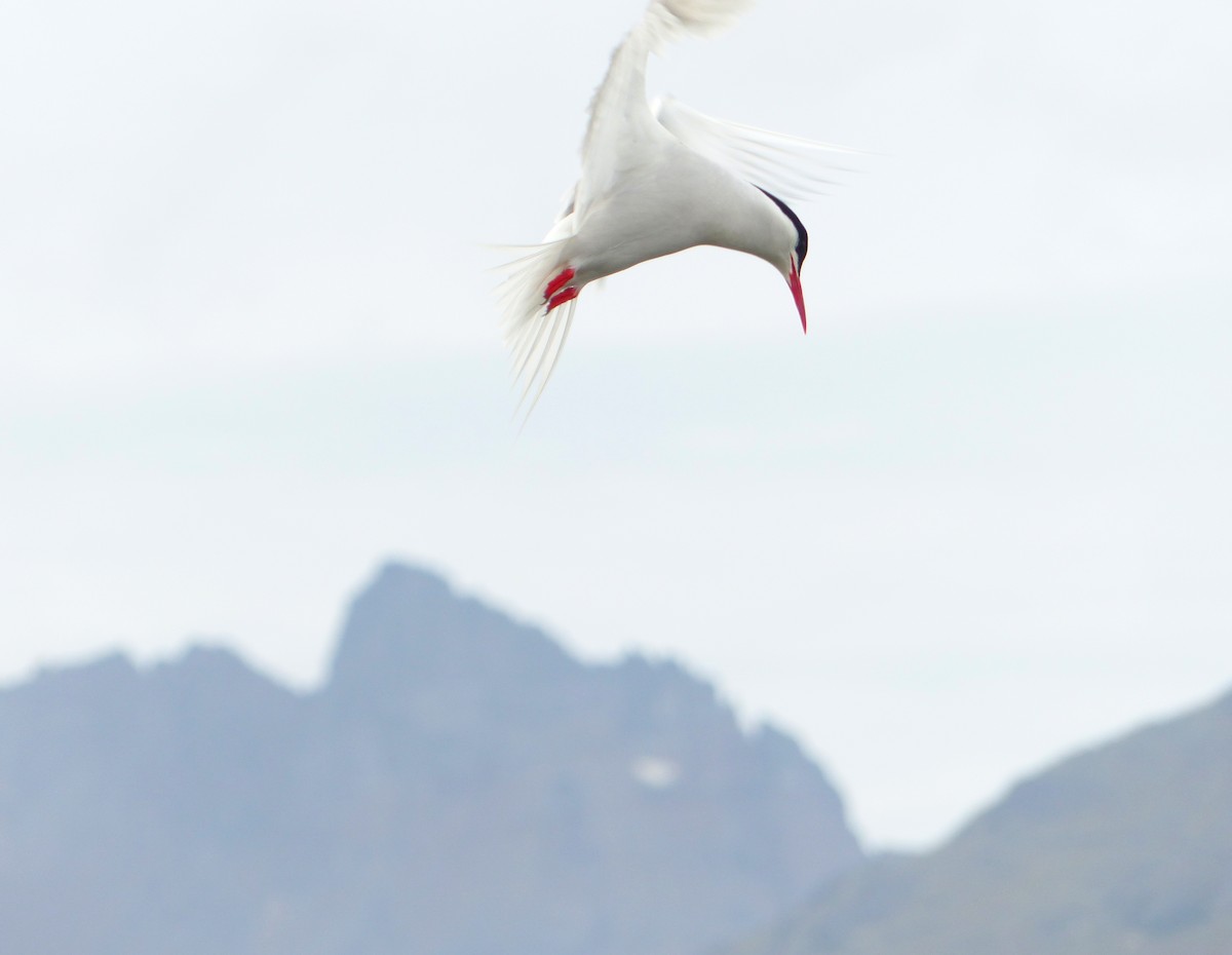 South American Tern - ML193219631