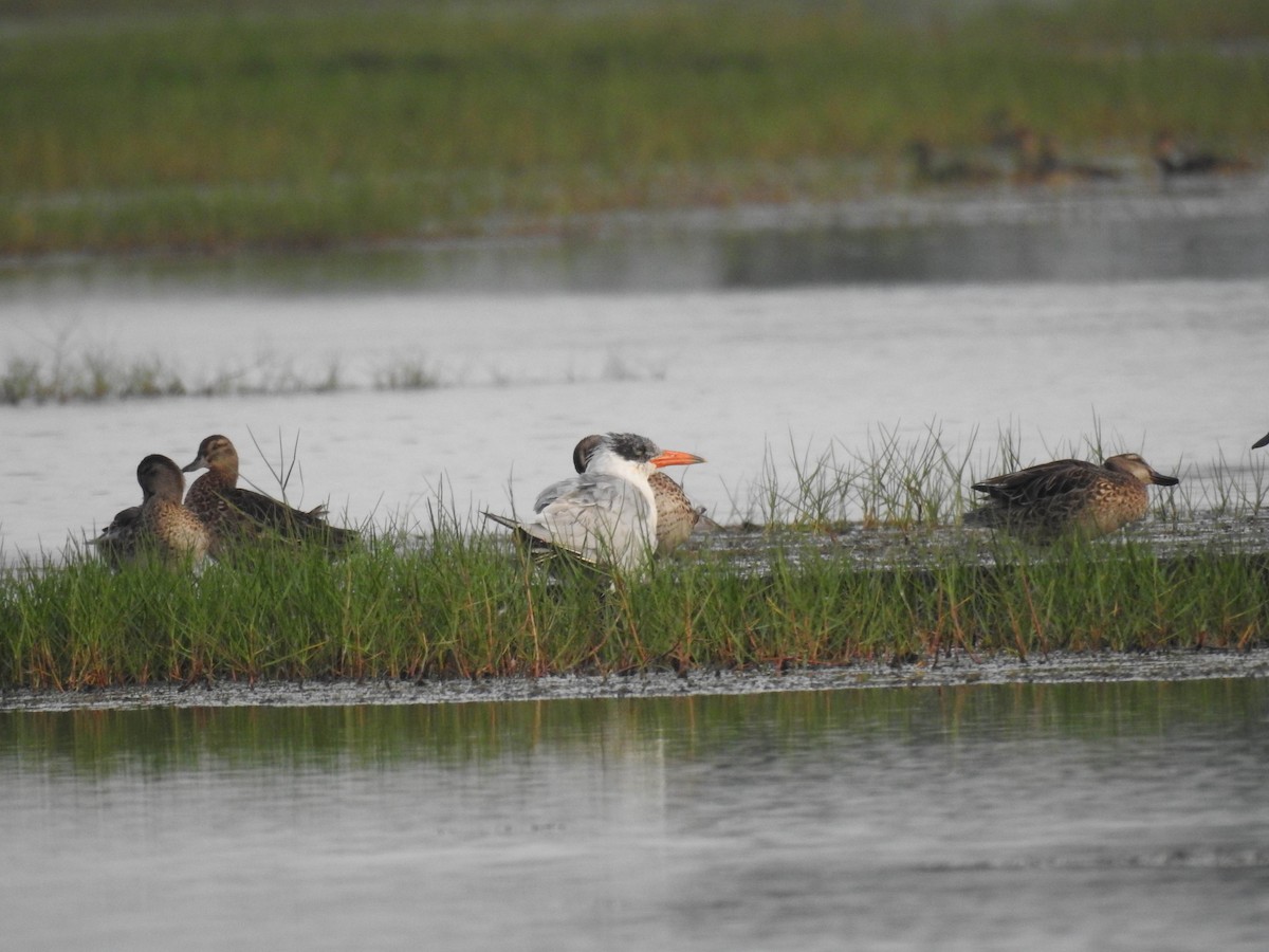 Caspian Tern - ML193219781