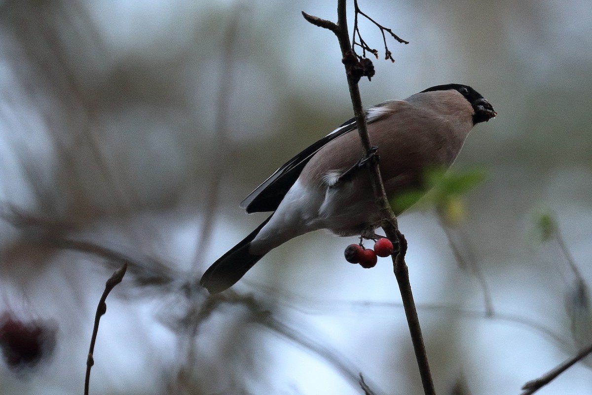 Eurasian Bullfinch - ML193222211